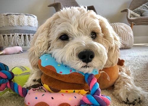 Shelby relaxing at home